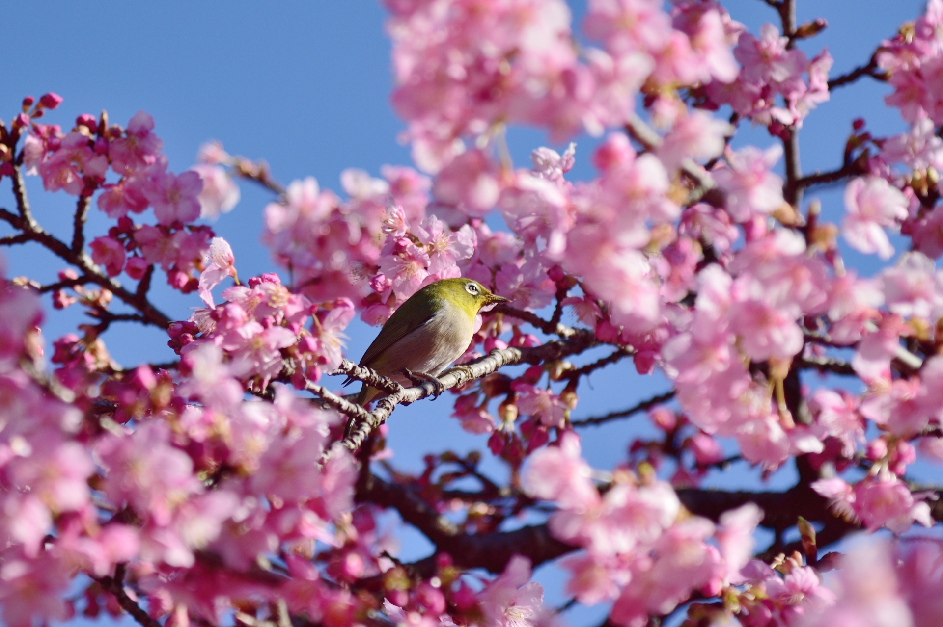 Spring Seat-in-Coach Tours